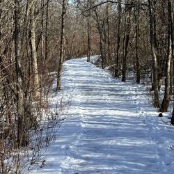 Trail