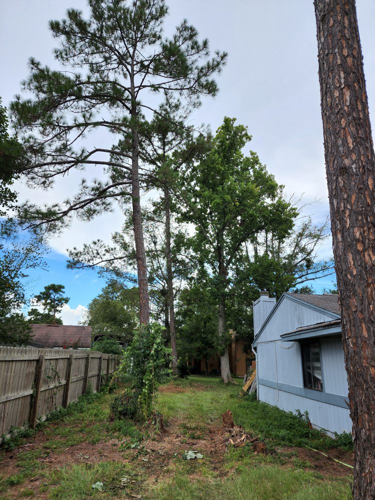 A&A Tree Care - tree service in Jacksonville, FL