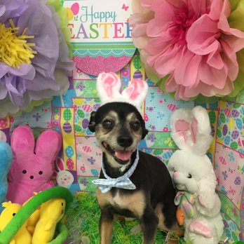 Three Dogs and a Girl - Easter theme. Nakoa had all services including buzz cut. Easter theme pics sent by Sachie. - Pet Groomers Near Me - Honolulu, Hawaii Three Dogs and a Girl - Easter theme. Nakoa had all services including buzz cut. Easter theme pics sent by Sachie. - Pet Groomers Near Me - Honolulu, Hawaii