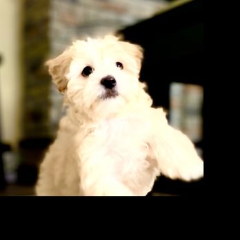 Puppyvana - Brody - Pet Breeders Near Me - Henderson, Nevada Puppyvana - Brody - Pet Breeders Near Me - Henderson, Nevada