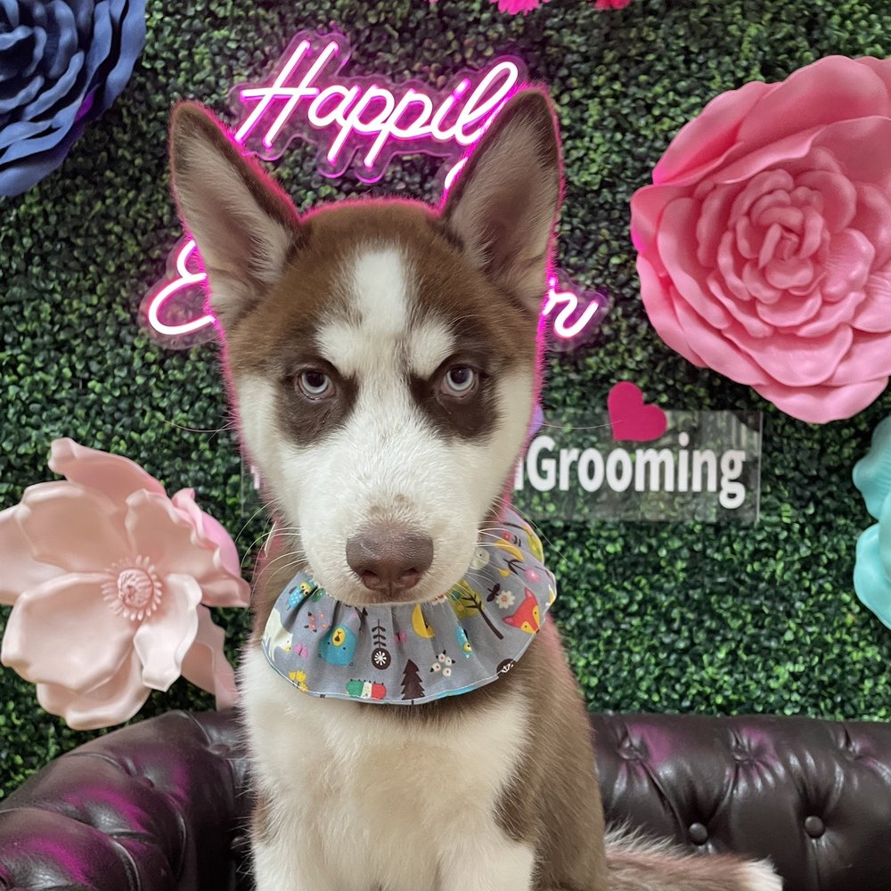 Paw Nation Grooming - Pet Groomers Near Me - Cypress, California Paw Nation Grooming - Pet Groomers Near Me - Cypress, California
