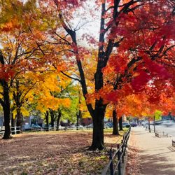 Cuyler Gore Park - Autumn in Brooklyn.