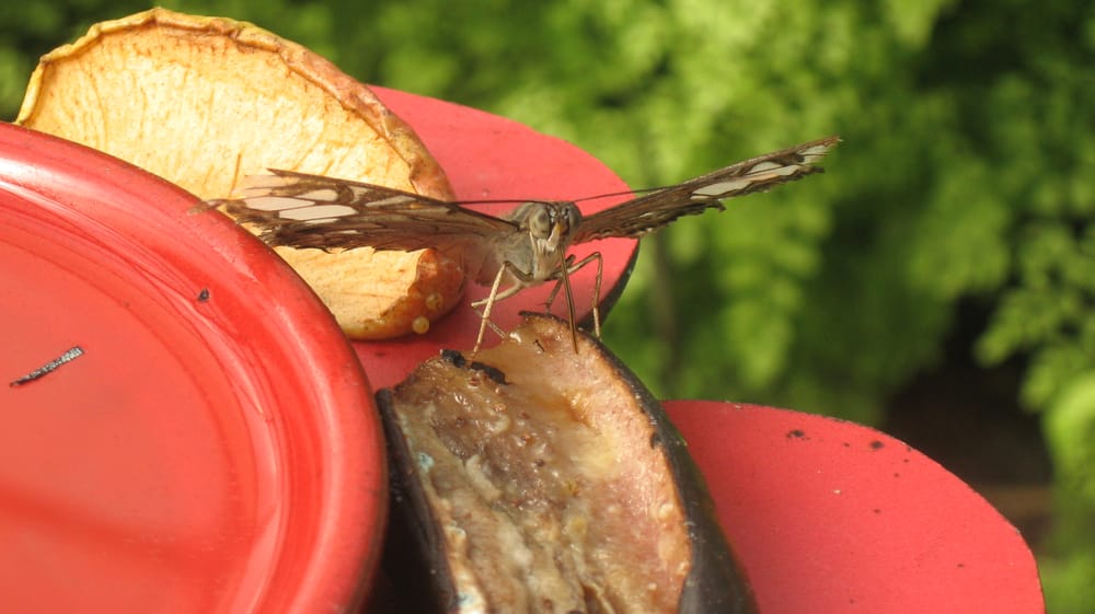 ILE AUX PAPILLONS Updated May 2024 17 Photos 5 Z A des Mandeliers