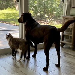 Luna Marie and Coco monitoring the bad squirrels.