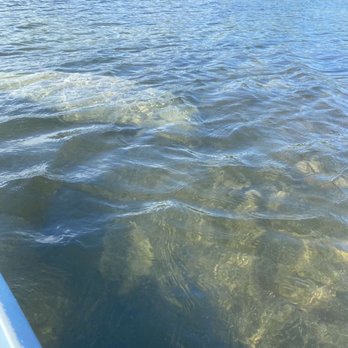 AquaVentures Eco Tours - Manatee - Fishing Near Me - Marathon, Florida