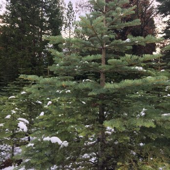 Snowy Peaks Farm - More trees - Christmas Trees Near Me - Foresthill, California Snowy Peaks Farm - More trees - Christmas Trees Near Me - Foresthill, California