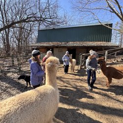 Alpenwood Alpacas - Walking alpacas