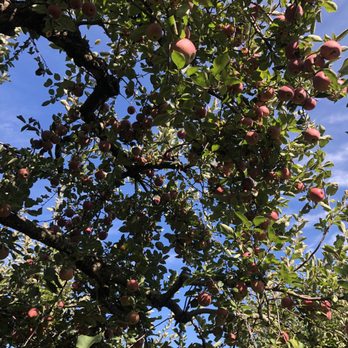 Battleview Orchards - Full trees! Plenty to choose from! - Pick Your Own Farms Near Me - Freehold, New Jersey