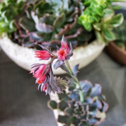 Zorbella - Sustainable florals.