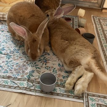 RabbitEARS - My buns enjoying their new room. - Animal Shelters Near Me - Oakland, California RabbitEARS - My buns enjoying their new room. - Animal Shelters Near Me - Oakland, California