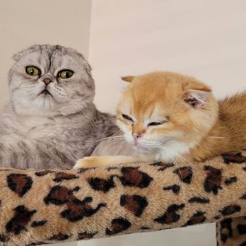 Lulu's Kittens Scottish Folds - Pet Breeders Near Me - Brisbane, California Lulu's Kittens Scottish Folds - Pet Breeders Near Me - Brisbane, California