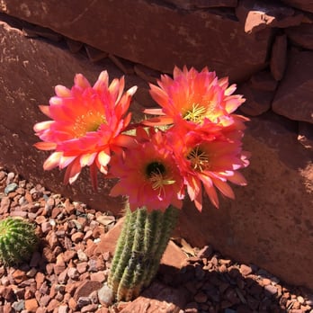 Desert Scape - a cactus plant with bright pink flowers - Landscaping Near Me