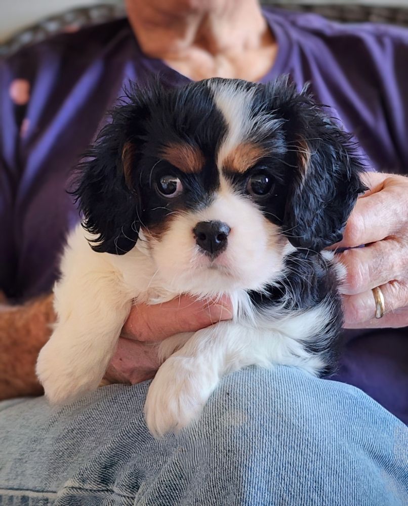 Empire Hills Cavaliers Image