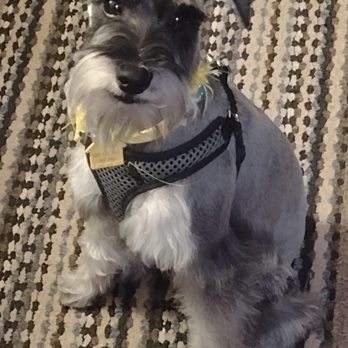 Bark Avenue Pet Spa - His very first groom he was black on his back. Now he's a smokey gray color! - Pet Groomers Near Me - Kerrville, Texas Bark Avenue Pet Spa - His very first groom he was black on his back. Now he's a smokey gray color! - Pet Groomers Near Me - Kerrville, Texas