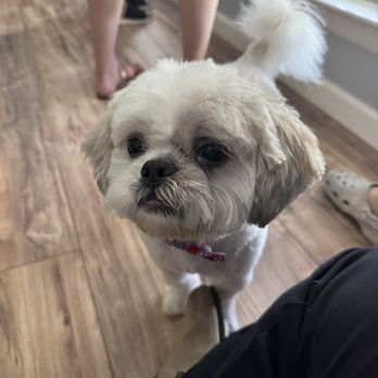 Mobile Dallas Pet Grooming - Pet Groomers Near Me Mobile Dallas Pet Grooming - Pet Groomers Near Me