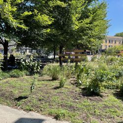 Paseo Prairie Garden
