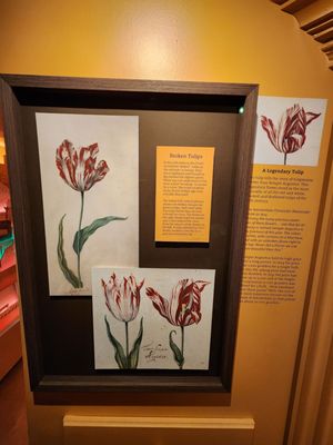 Amsterdam Tulip Museum by null