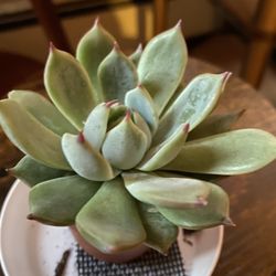 Natty Garden - Succulent