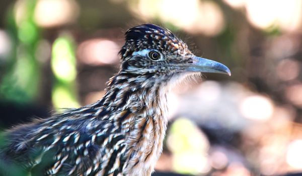 Desert Botanical Garden by null Desert Botanical Garden by null