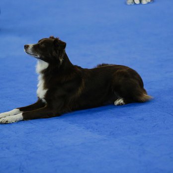 The Prestigious Paw - Riley in a rally trial - Pet Training Near Me The Prestigious Paw - Riley in a rally trial - Pet Training Near Me