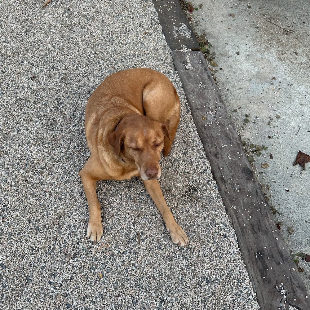 Fallbrook Winery - The winery pup, Cooper! - Wine Tasting Room Near Me - Fallbrook, California