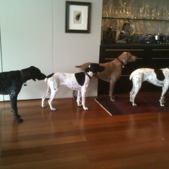 DogRelations NYC - Pet Training Near Me - New York, New York DogRelations NYC - Pet Training Near Me - New York, New York