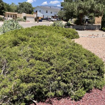 Landscape By Meese - a shrub in the foreground and a house in the background - Landscaping Near Me Landscape By Meese - a shrub in the foreground and a house in the background - Landscaping Near Me