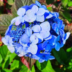 Caliper Farms Nursery and Landscape Services - If you have a Hydrangeas variety that should be blue add an acidic product like Aluminum Sulfate to the surrounding soil. #caliperfarms