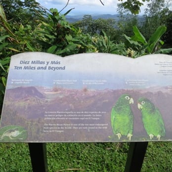 El Yunque Rainforest - Hiking Near Me - Luquillo, Puerto Rico
