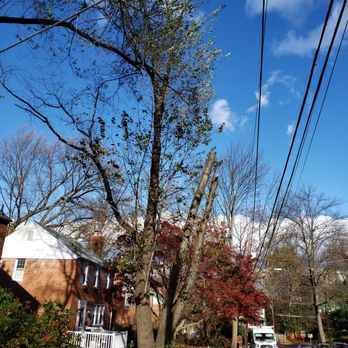 Marquez Tree Services - BEFORE - Tree Services Near Me - Silver Spring, Maryland