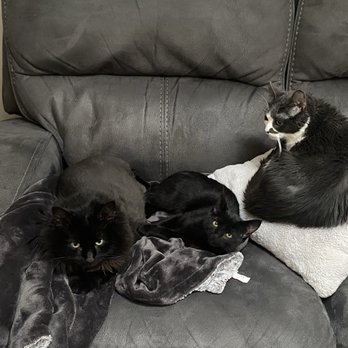 Country Pet Hideaway - Kitties - Pet Sitting Near Me - Reinholds, Pennsylvania Country Pet Hideaway - Kitties - Pet Sitting Near Me - Reinholds, Pennsylvania