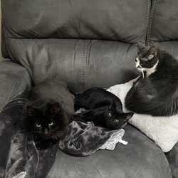 Country Pet Hideaway - Kitties