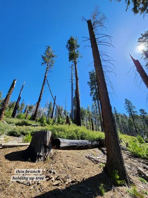 Mariposa Grove by null