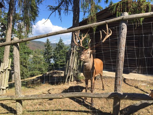 Wildpark Edersee by null