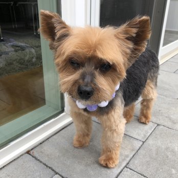 Groom By Harry - Groom by Harry!!! - Pet Groomers Near Me