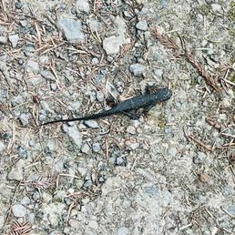 lizard lizard