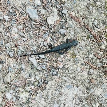 Van Damme State Park - lizard - Parks Near Me - Little River, California Van Damme State Park - lizard - Parks Near Me - Little River, California