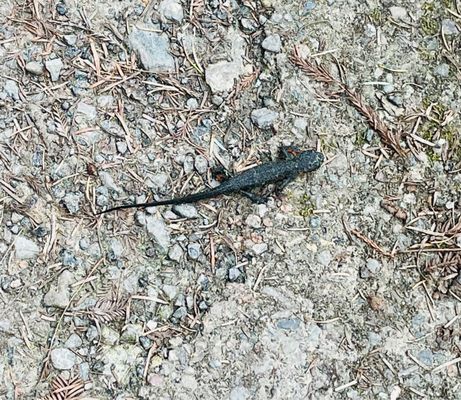 Pygmy Forest Discovery Trail by null