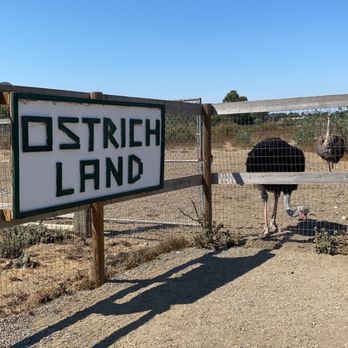 Ostrichland USA - Attraction Farms Near Me - Solvang, California Ostrichland USA - Attraction Farms Near Me - Solvang, California