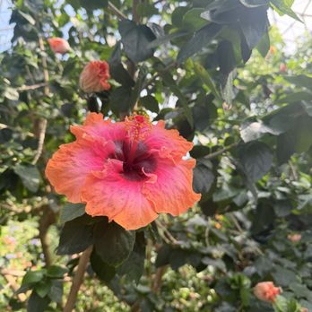 Mitchell Park Domes - Hibiscus flower - Parks Near Me - Milwaukee, Wisconsin