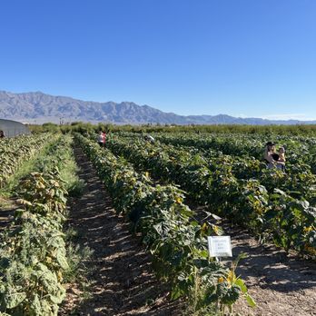 Gilcrease Orchard - Sunflowers $2 each - Fruits & Veggies Near Me - Las Vegas, Nevada Gilcrease Orchard - Sunflowers $2 each - Fruits & Veggies Near Me - Las Vegas, Nevada