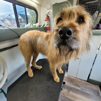 Grooming Butler - Pet Groomers Near Me Grooming Butler - Pet Groomers Near Me
