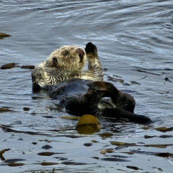 Morro Bay State Park - Sea otter - Parks Near Me - Morro Bay, California Morro Bay State Park - Sea otter - Parks Near Me - Morro Bay, California