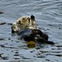 Photo of Morro Bay State Park