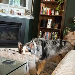 Omaha Pet Vaccination Clinic