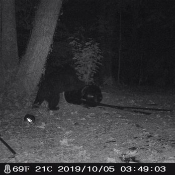 Pigeon Forge Utv Rentals - Bear stole my deer feeder - ATV Rentals/Tours Near Me - Sevierville, Tennessee Pigeon Forge Utv Rentals - Bear stole my deer feeder - ATV Rentals/Tours Near Me - Sevierville, Tennessee