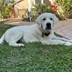 Walgreens - My golden retriever, Archie eight months old