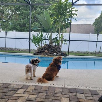 Island Pet Movers - My 2 boys enjoying their newest activity, sitting poolside watching the waterfall!!! - Pet Transportation Near Me - Honolulu, Hawaii Island Pet Movers - My 2 boys enjoying their newest activity, sitting poolside watching the waterfall!!! - Pet Transportation Near Me - Honolulu, Hawaii