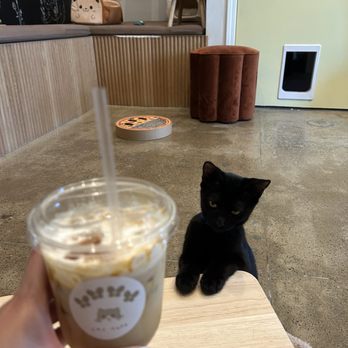Nabi Cat Cafe - Themed Cafes Near Me - Santa Clara, California Nabi Cat Cafe - Themed Cafes Near Me - Santa Clara, California