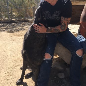 Wolf Mountain Sanctuary - Animal Shelters Near Me - Lucerne Valley, California Wolf Mountain Sanctuary - Animal Shelters Near Me - Lucerne Valley, California